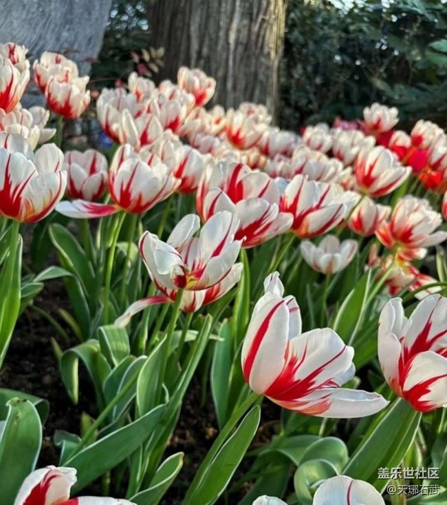 【徒步所見】郁金香