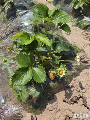 【簡拍】午后碎片