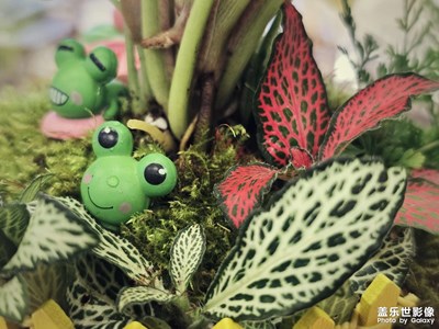 【簡(jiǎn)拍】+小小的景觀植物