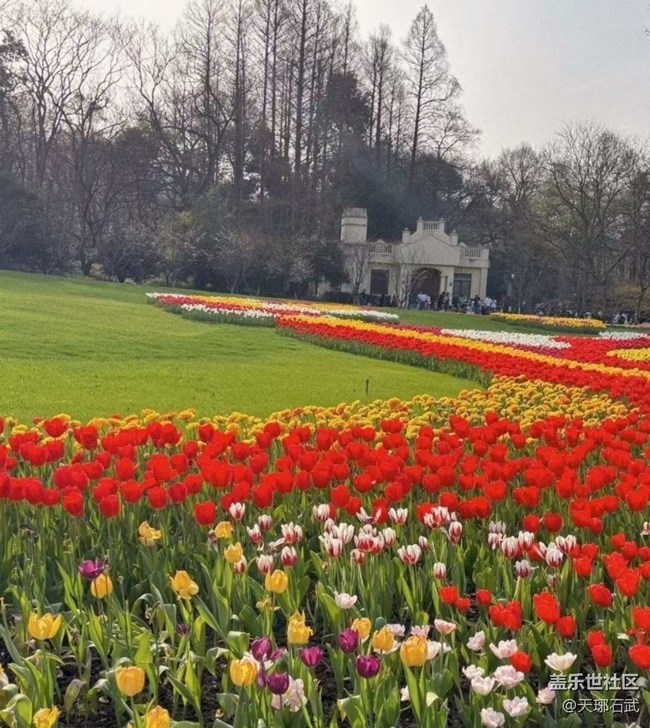 【徒步所見】郁金香