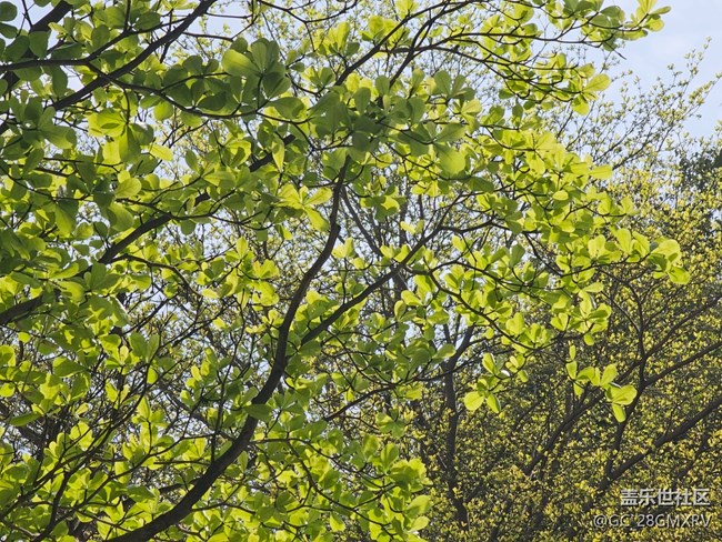 【徒步所見】花花草草