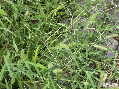 【簡拍】生命活力