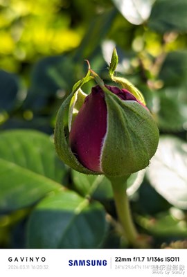 【簡拍】玫瑰不語，芬芳已訴盡千言 B