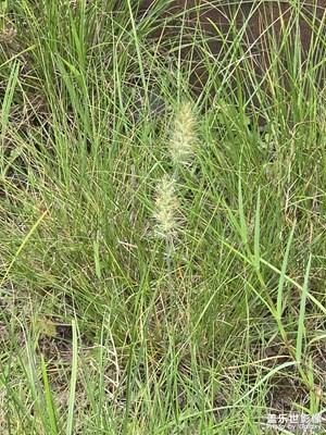 【簡拍】微風(fēng)輕拂