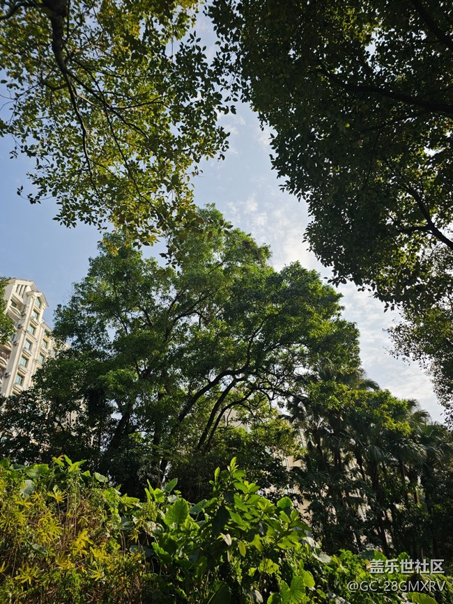 【徒步所見】花花草草