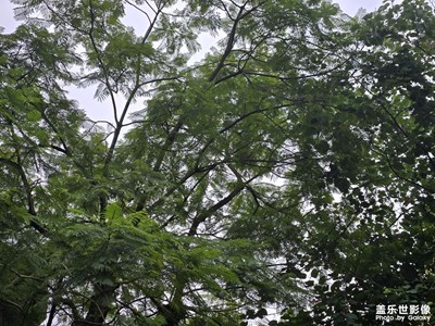 【簡(jiǎn)拍】漫步林間