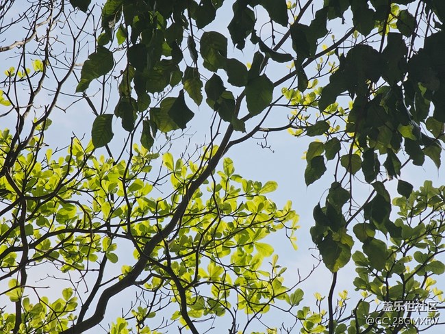 【徒步所見】花花草草