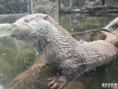 【簡(jiǎn)拍】可愛(ài)的動(dòng)物