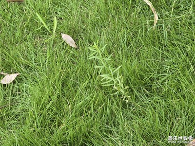 【簡拍】公園里