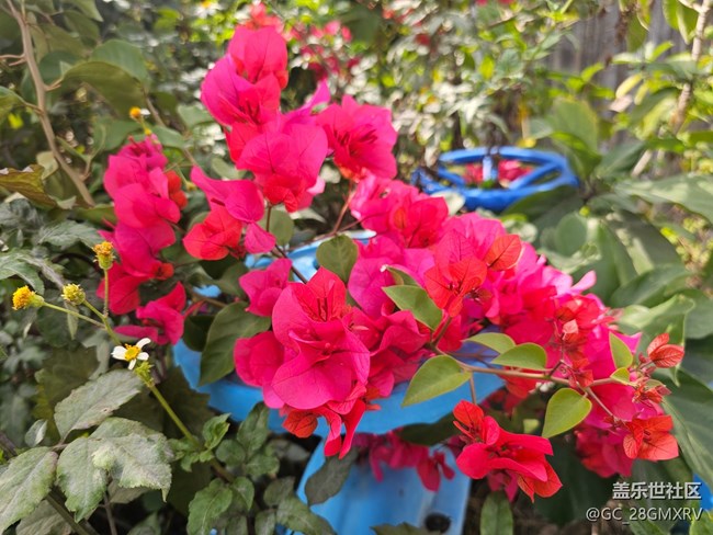 【徒步所見】花花草草