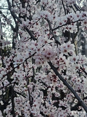 【簡拍】春天好