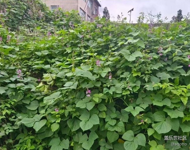 【一人行漫游錄】鄉(xiāng)村凈土