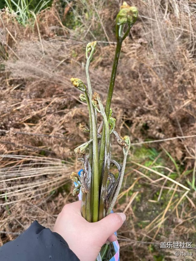 【一人行漫游錄】摘野菜