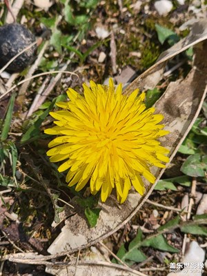 【人間三月】+枯木逢春