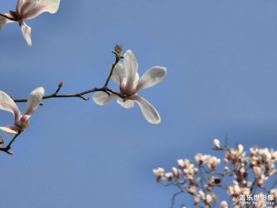 【人間三月】+玉蘭