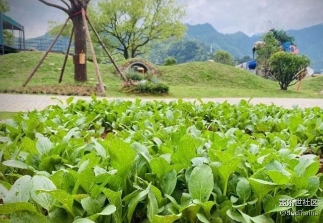 【一人行漫游錄】種菜