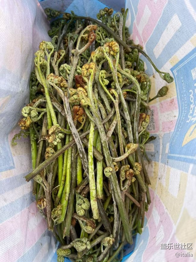 【一人行漫游錄】摘野菜