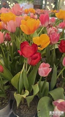 郁金香都開(kāi)了好漂亮啊