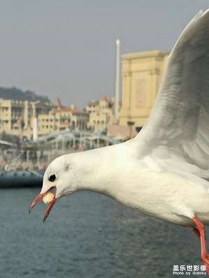 【人間三月】+長焦抓拍海鷗