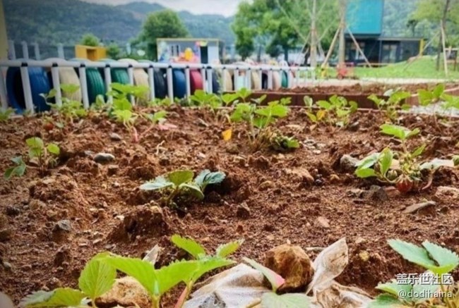 【一人行漫游錄】種菜