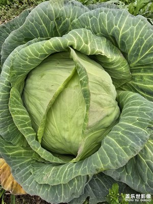 【人間三月】+菜園隨拍第二期