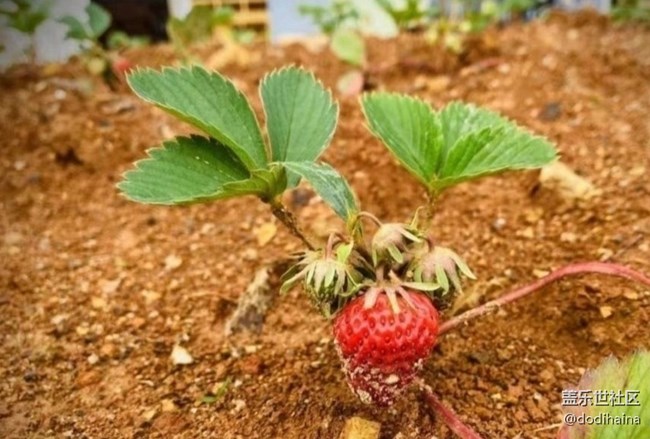 【一人行漫游錄】種菜