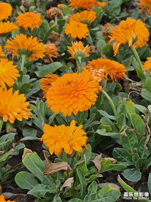 【人間三月】+鮮花隨拍