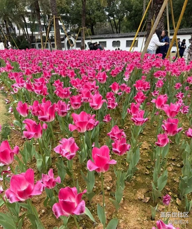 【一人行漫游錄】公園賞花