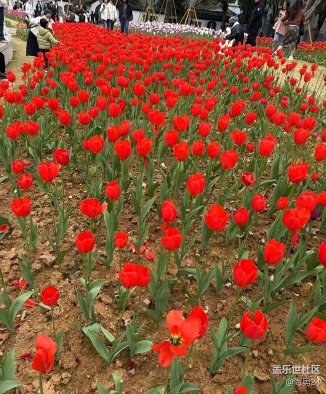【一人行漫游錄】公園賞花