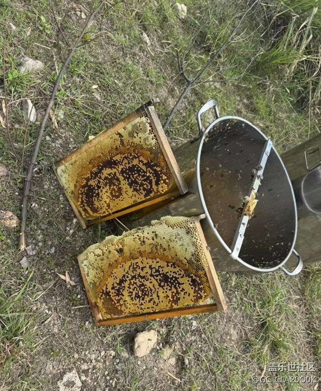 【一人行漫游錄】割蜜