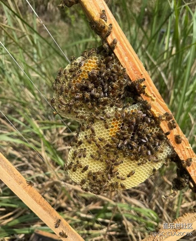 【一人行漫游錄】割蜜