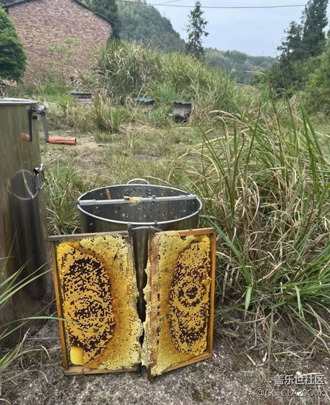 【一人行漫游錄】割蜜