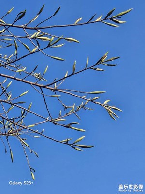 【人間三月】陽(yáng)春三月發(fā)芽忙