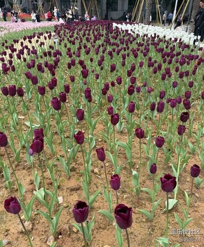 【一人行漫游錄】公園賞花