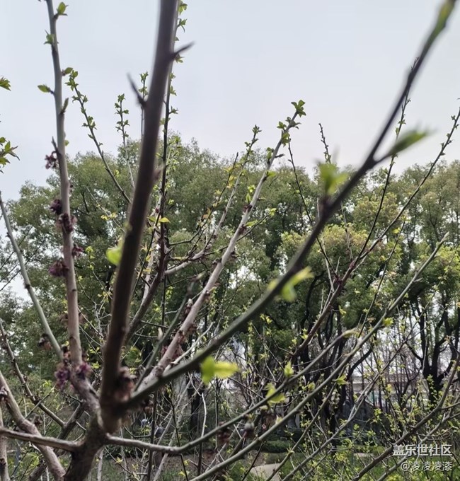 【一人行漫游錄】賞春光