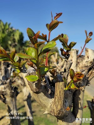 【人間三月】春醒，萬物萌