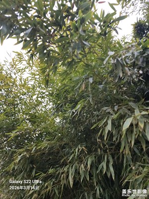 人間三月 隨手拍