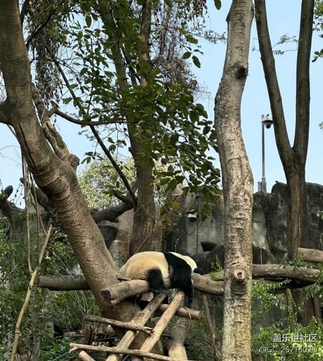 【一人行漫游錄】看熊貓
