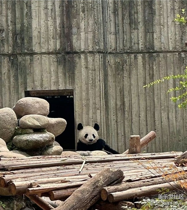 【一人行漫游錄】看熊貓