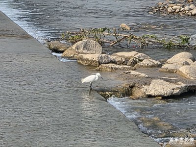 【人間三月】+自由的鳥