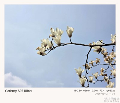 【人間三月】+玉蘭花開