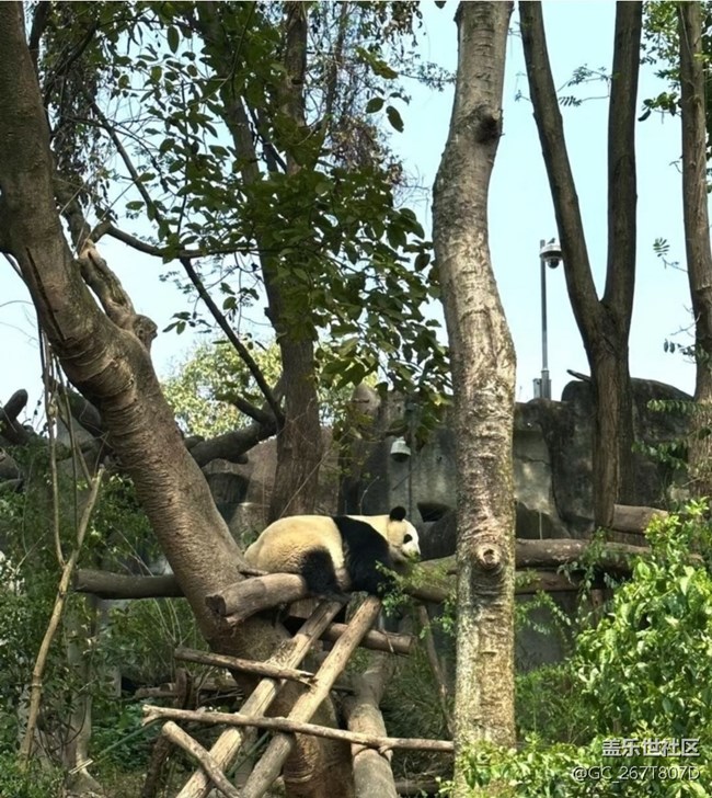 【一人行漫游錄】看熊貓