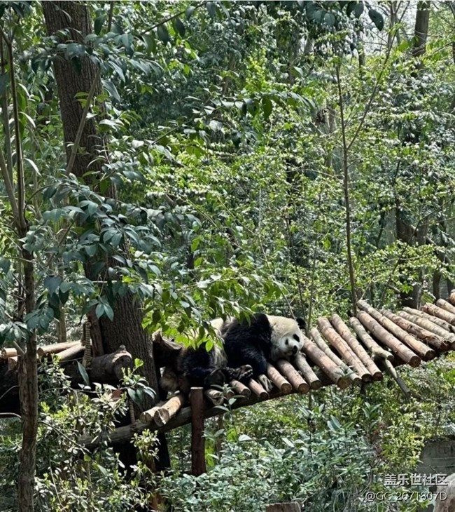 【一人行漫游錄】看熊貓