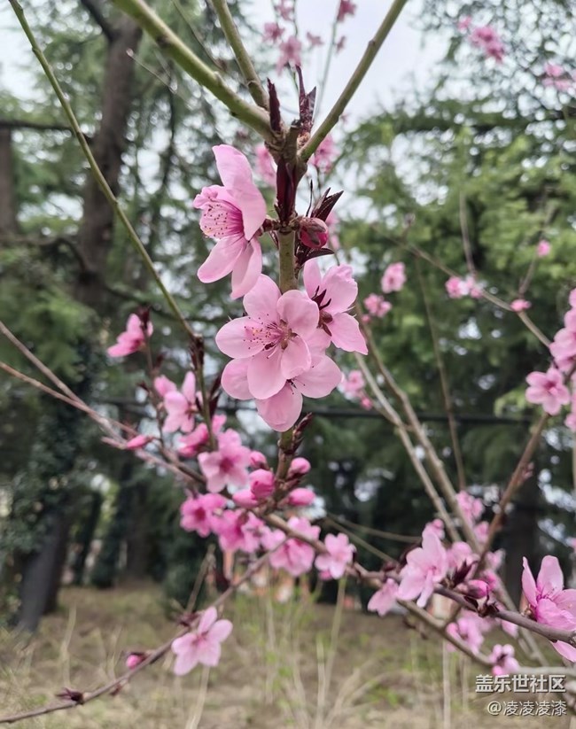 【一人行漫游錄】賞春光