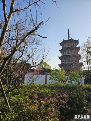 【人間三月】櫻花開