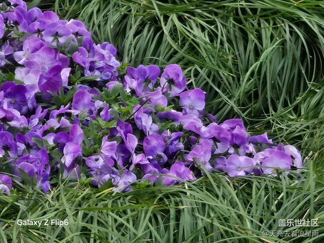【繁花入夢】花潮入夢