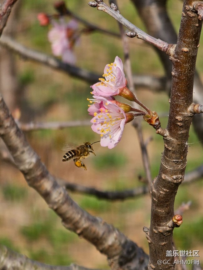 春暖花開（隨手拍）