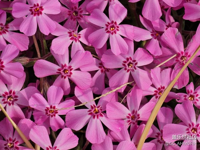 春暖花開（隨手拍）