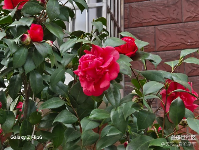 【繁花入夢】花潮入夢
