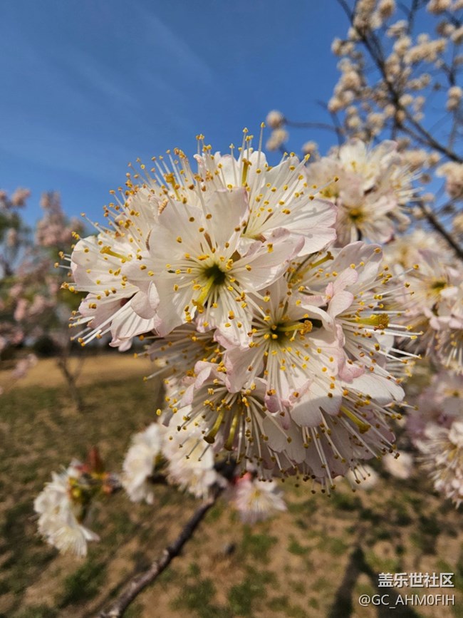 春暖花開（隨手拍）